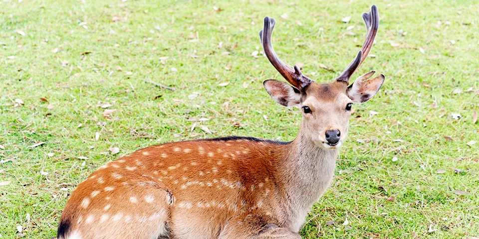 奈良県でアサイーボウルは食べられる？