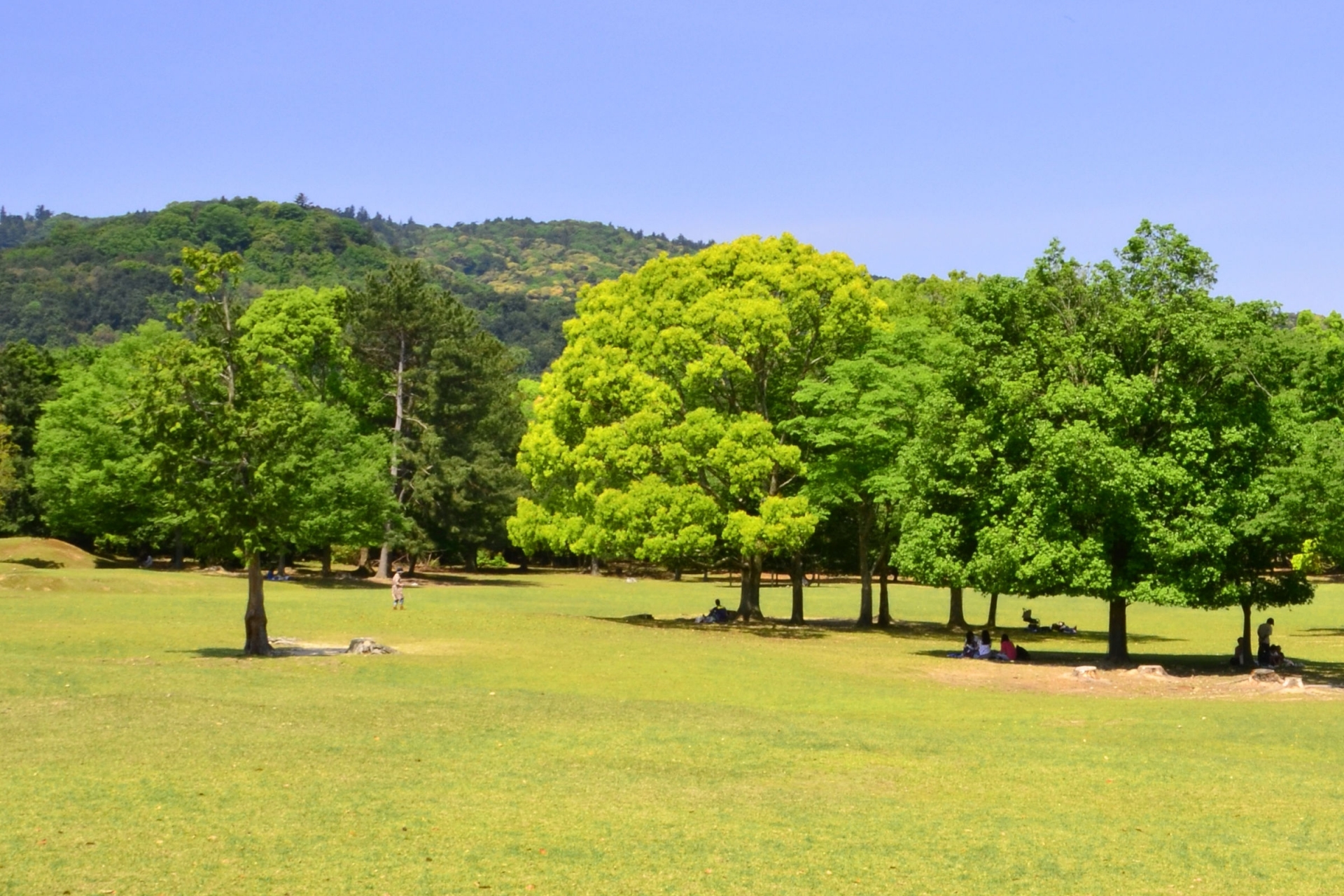 奈良公園